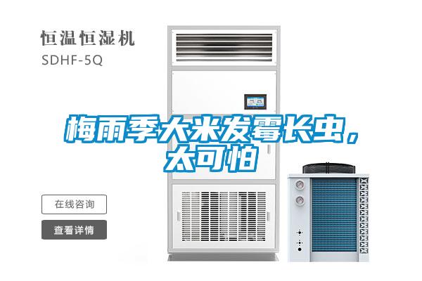 梅雨季大米發霉長蟲，太可怕