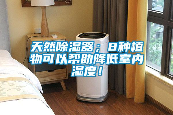 天然除濕器；8種植物可以幫助降低室內濕度！