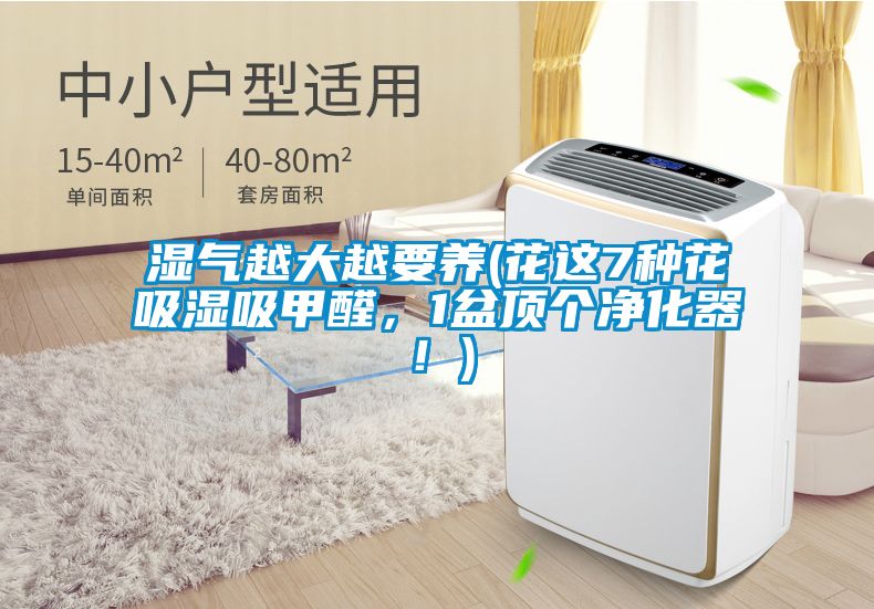 濕氣越大越要養(yǎng)(花這7種花吸濕吸甲醛，1盆頂個凈化器！)
